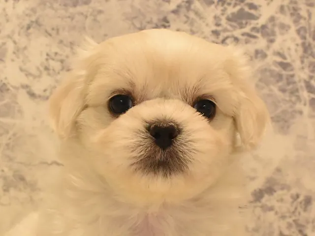千葉県のハーフ犬・ミックス犬 (ペッツワン船橋習志野店/2025年3月8日生まれ/男の子/クリーム)の子犬